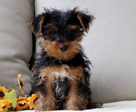 Jojo Yorkie Retake