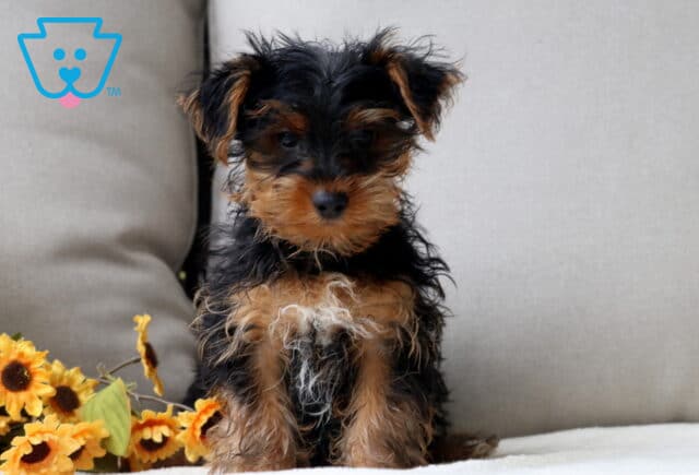 Yorkshire Terrier puppy with a fluffy black and tan coat sitting on a cushion beside bright yellow sunflowers. image