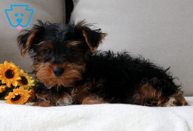 Yorkshire Terrier puppy lying on a soft white blanket with sunflowers in the background, showing off its fluffy black and tan coat. image