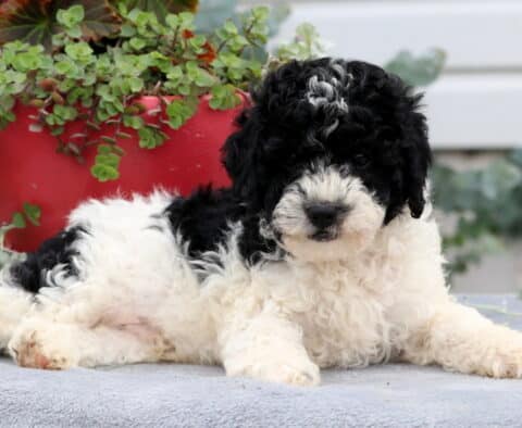 Adorable Cavapoo puppy with a fluffy black and white curly coat, lounging on a gray blanket in front of a red flower pot, looking calm and cozy.