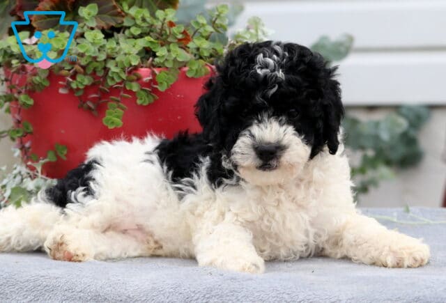 Adorable Cavapoo puppy with a fluffy black and white curly coat, lounging on a gray blanket in front of a red flower pot, looking calm and cozy. image