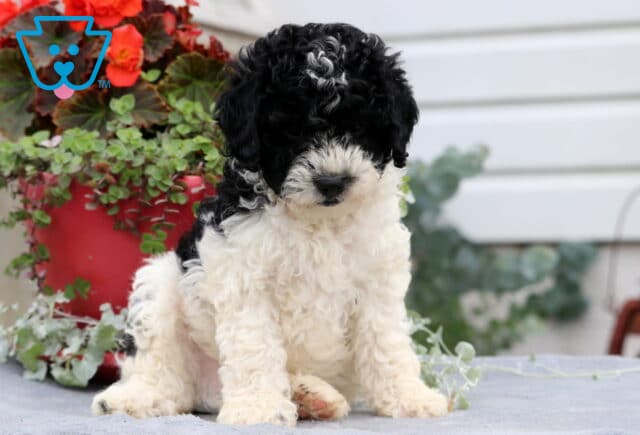 Fluffy Cavapoo puppy with a curly black and white coat, sitting sweetly on a gray blanket in front of a red flower pot, gazing forward with a soft expression. image