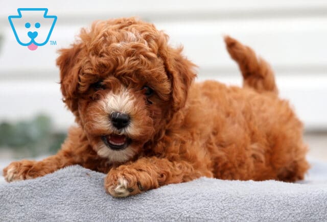 Adorable Cavapoo puppy with curly reddish-brown fur and a white muzzle lying on a gray blanket, looking playful with its mouth slightly open. image