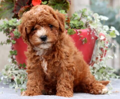 Fluffy Cavapoo puppy with curly reddish-brown fur and a small white patch on its chest sitting in front of a red flower pot with greenery, looking sweet and curious.