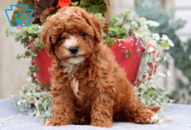 Fluffy Cavapoo puppy with curly reddish-brown fur and a small white patch on its chest sitting in front of a red flower pot with greenery, looking sweet and curious. image