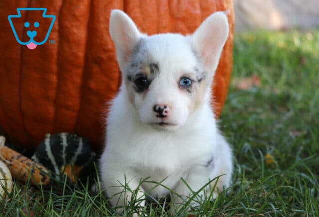 Welsh Corgi puppy with a white coat, black and tan merle markings, and striking blue eyes sitting on grass in front of a large orange pumpkin with gourds nearby. image