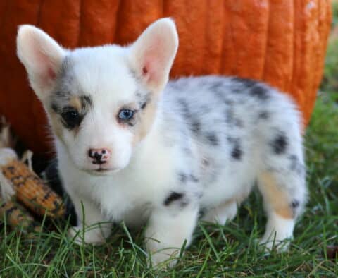 Merle Welsh Corgi puppy with blue eyes, a white coat with black and gray speckles, and a pink-and-black nose standing on grass in front of a large orange pumpkin and corn husks.
