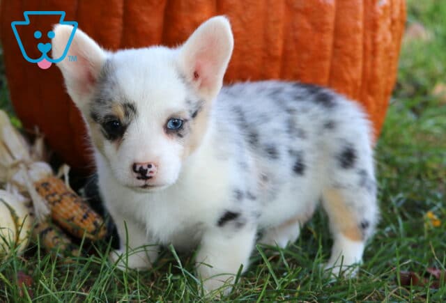 Merle Welsh Corgi puppy with blue eyes, a white coat with black and gray speckles, and a pink-and-black nose standing on grass in front of a large orange pumpkin and corn husks. image