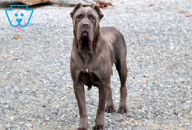 Kavitas Blue Cloud Cane Corso Daniel Stoltzfus image