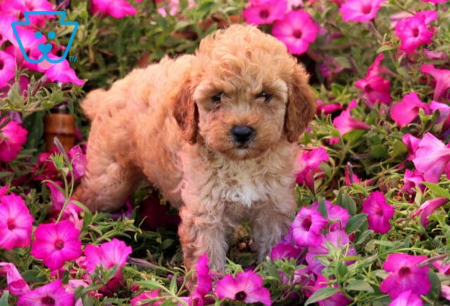 Kendrick Mini Poodle image