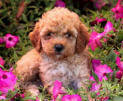 Kendrick Mini Poodle2