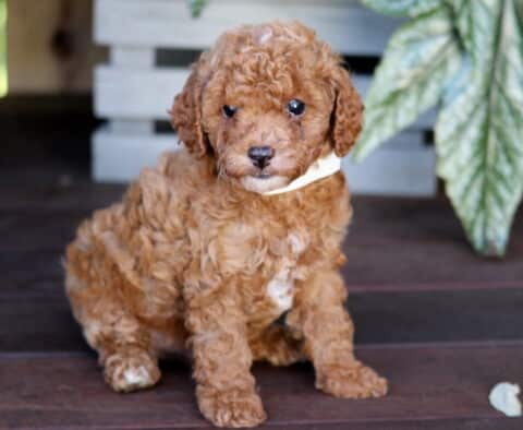 Kingston Toy Poodle