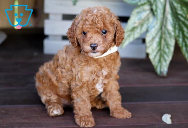 Kingston Toy Poodle image