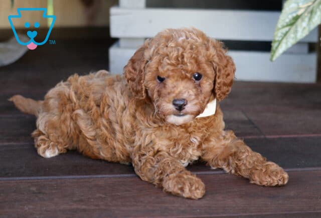 Kingston Toy Poodle2 image