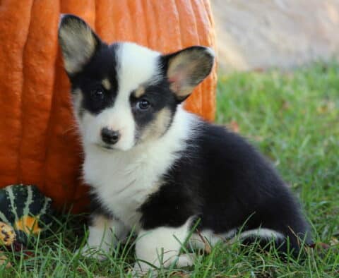 Tricolor Welsh Corgi puppy with a black coat, white chest, and tan accents sitting on grass in front of a large orange pumpkin and decorative gourds.