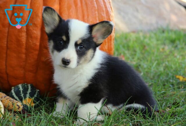 Tricolor Welsh Corgi puppy with a black coat, white chest, and tan accents sitting on grass in front of a large orange pumpkin and decorative gourds. image