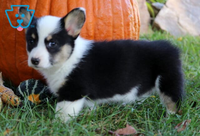 Playful tricolor Welsh Corgi puppy with a white face, black body, and tan accents standing on green grass in front of a bright orange pumpkin and fall gourds. image
