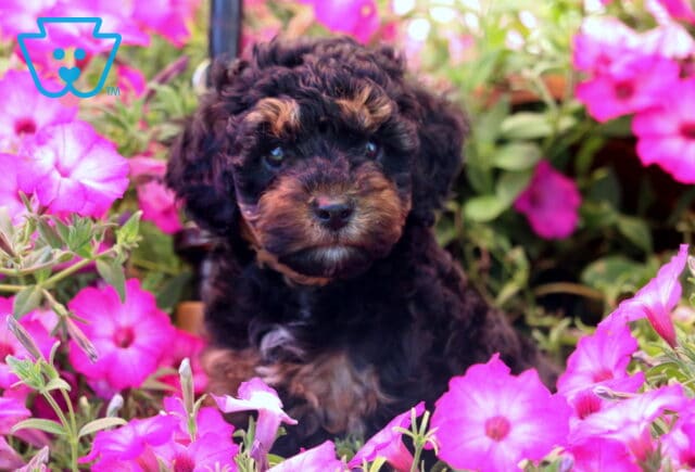 Kiwi Mini Poodle image