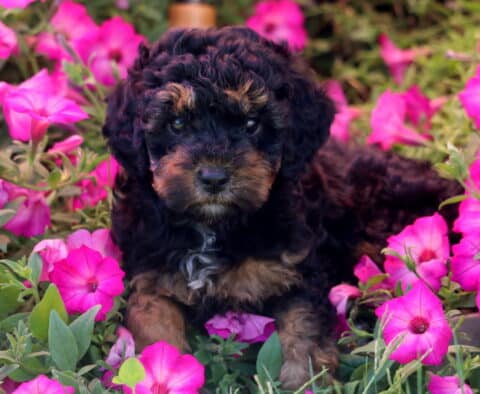 Kiwi Mini Poodle2