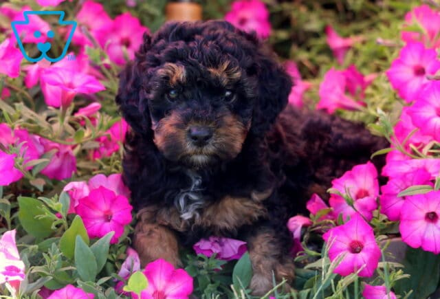Kiwi Mini Poodle2 image