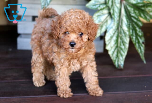 Kiwi Toy Poodle image