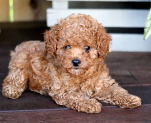 Kiwi Toy Poodle2