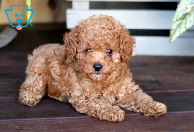 Kiwi Toy Poodle2 image