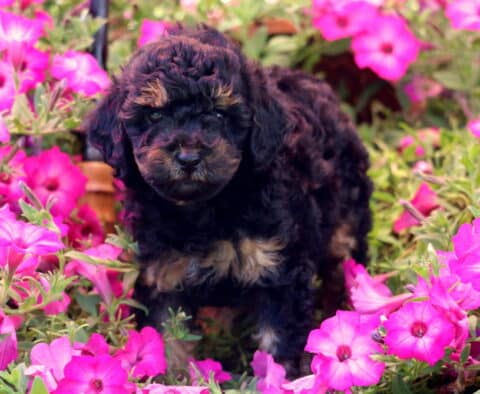 Koby Mini Poodle