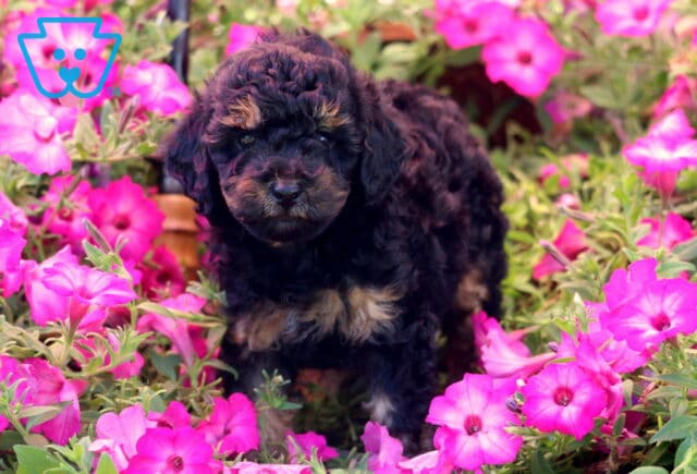 Koby Mini Poodle image