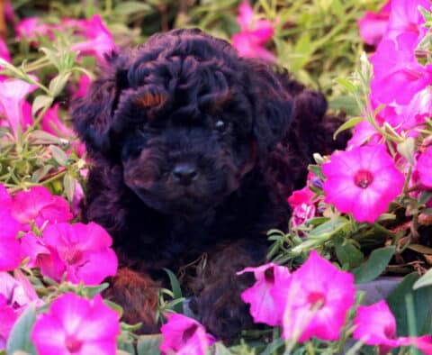Koda Mini Poodle