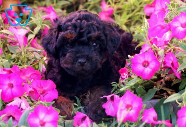 Koda Mini Poodle image