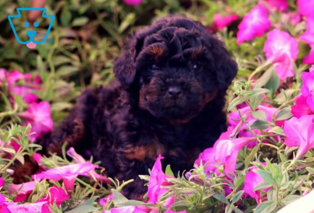 Koda Mini Poodle2 image