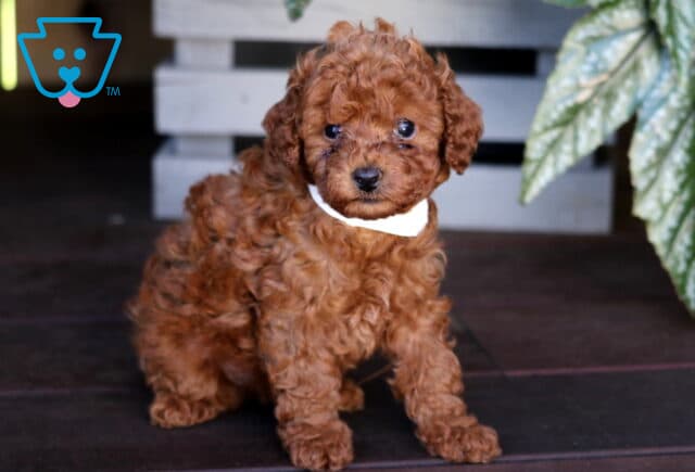 Koko Toy Poodle image