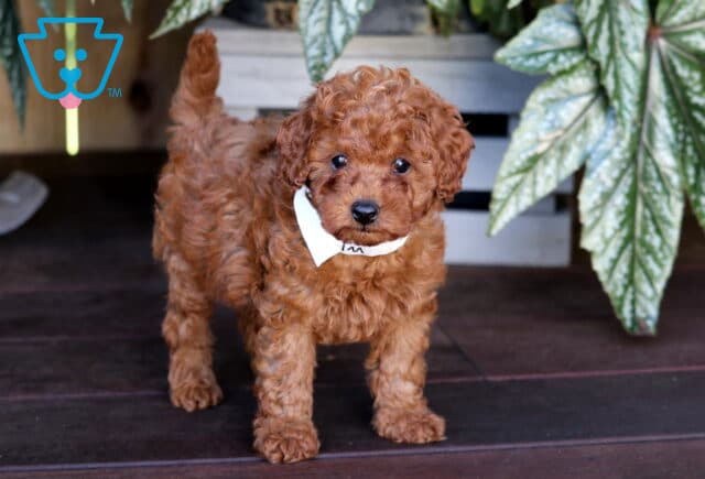 Kolby Toy Poodle image