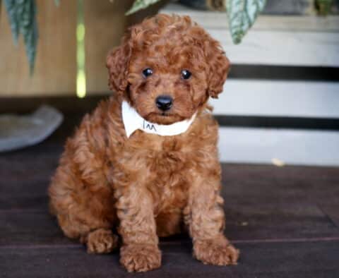 Kolby Toy Poodle2