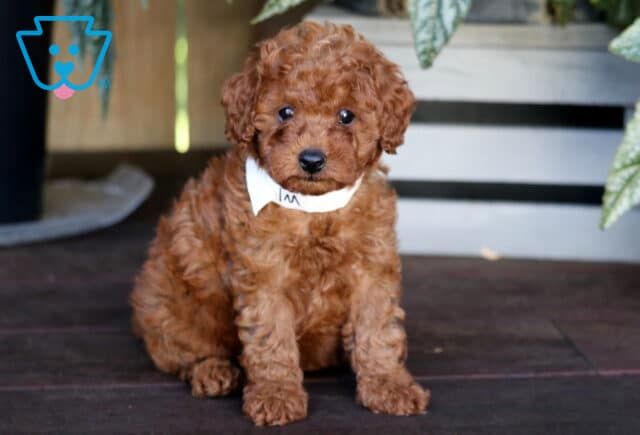 Kolby Toy Poodle2 image