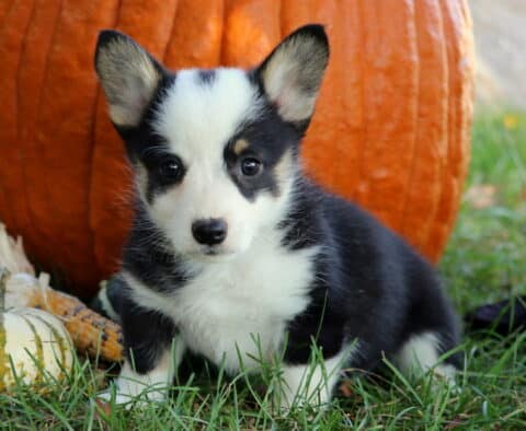 Black, white, and tan Welsh Corgi puppy with upright ears and big brown eyes sitting on grass in front of a large orange pumpkin and small gourds.