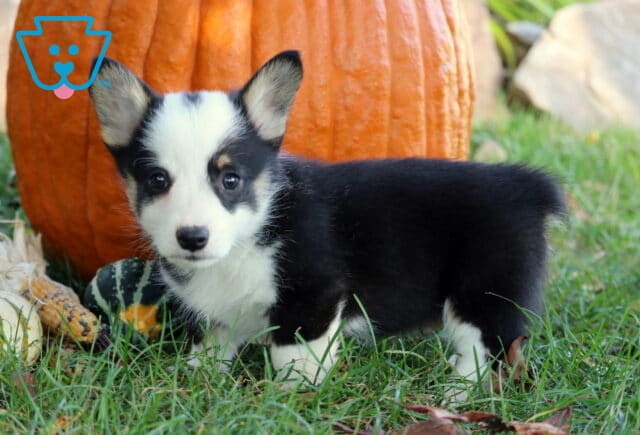 Adorable tricolor Welsh Corgi puppy with a white face, black coat, and tan markings standing alert on green grass in front of a large orange pumpkin and colorful gourds. image