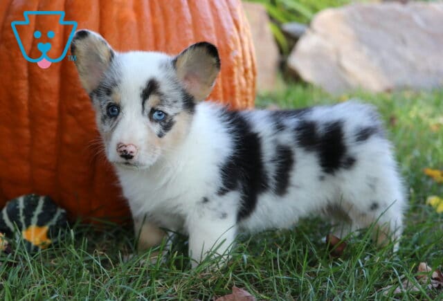 Blue-eyed merle Welsh Corgi puppy with a white coat and black patches standing on green grass in front of a large orange pumpkin and small gourds. image