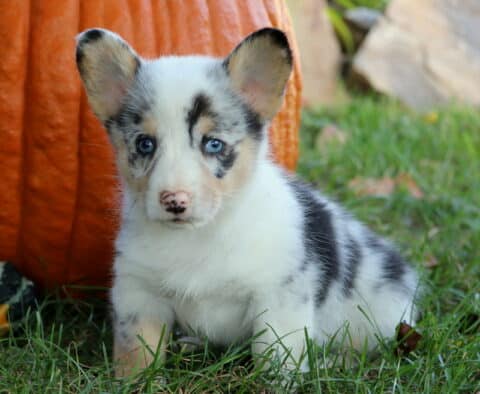 Blue-eyed merle Welsh Corgi puppy with a white face and black and gray markings sitting in the grass in front of a large orange pumpkin.