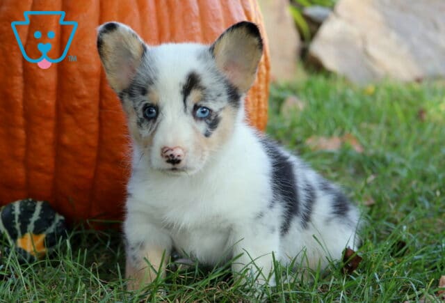 Blue-eyed merle Welsh Corgi puppy with a white face and black and gray markings sitting in the grass in front of a large orange pumpkin. image