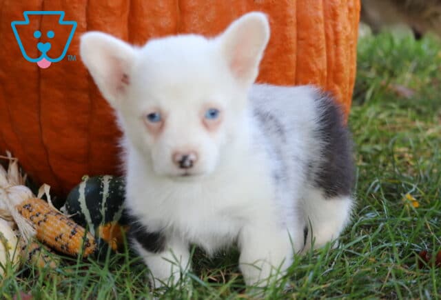 Adorable Welsh Corgi puppy with striking blue eyes and a white coat marked with black patches, standing on green grass in front of a large orange pumpkin and decorative gourds. image