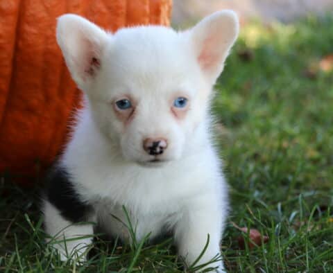 Blue-eyed Welsh Corgi puppy with a mostly white coat and small black markings sitting in the grass, with a bright orange pumpkin in the background.