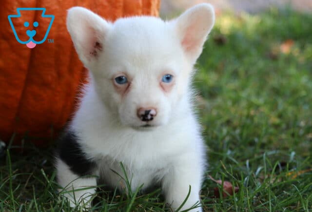 Blue-eyed Welsh Corgi puppy with a mostly white coat and small black markings sitting in the grass, with a bright orange pumpkin in the background. image