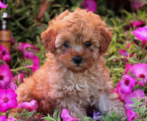 Kyle Mini Poodle