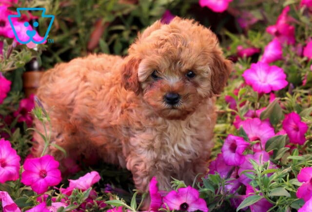 Kyle Mini Poodle2 image