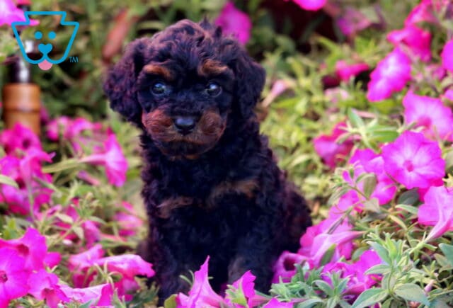 Kylie Mini Poodle image