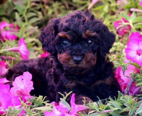 Kylie Mini Poodle2
