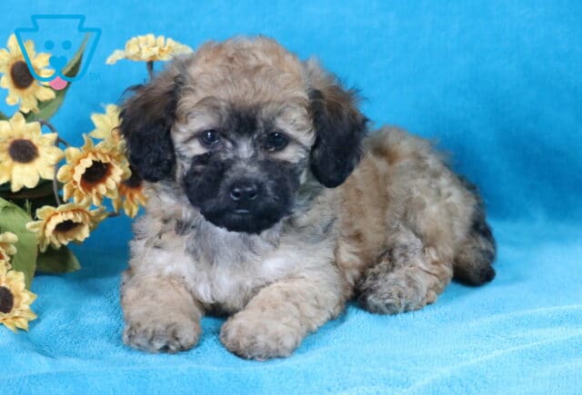 Lacey Bichpoo image