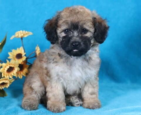 Lacey Bichpoo2